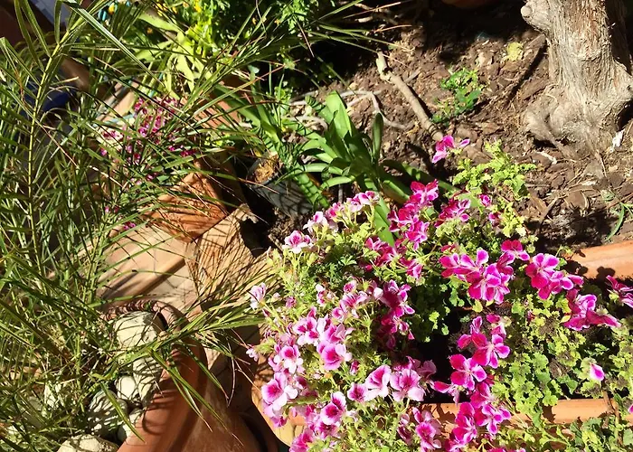 住宿加早餐酒店 Limone 圣莱昂